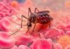 Dengue in August 2026: Early Symptoms People Often Mistake for Viral Fever dengue symptoms in August 2026